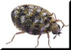 Carpet Beetle