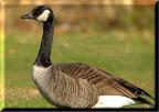 Canada Goose