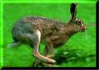 Hare