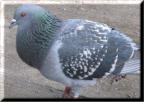 Pigeon/Corvids/Magpies