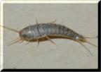 Silverfish