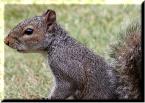 Grey Squirrel